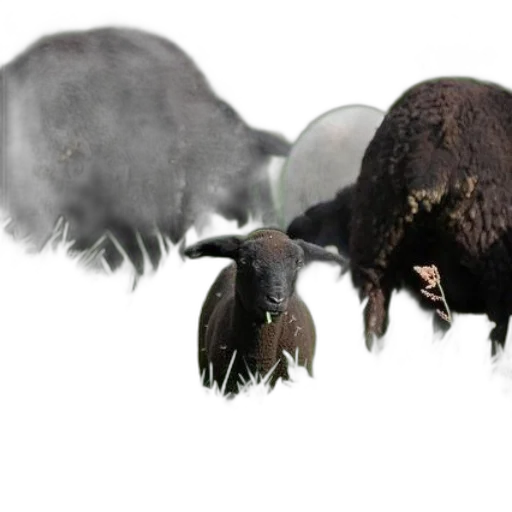 animal, hair, creature, hat transparent PNG cut-out