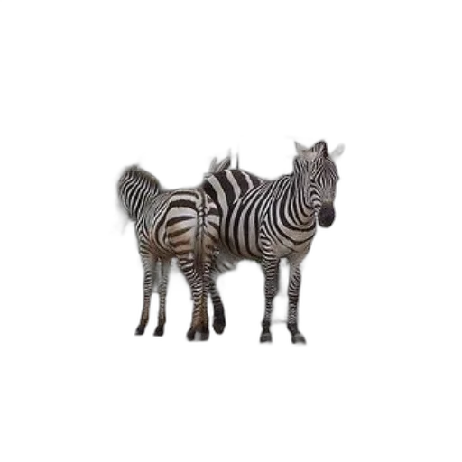 animal, creature, furniture, dragon transparent PNG cut-out
