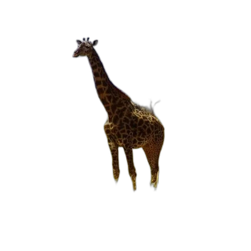 animal, creature, staff, hat transparent PNG cut-out