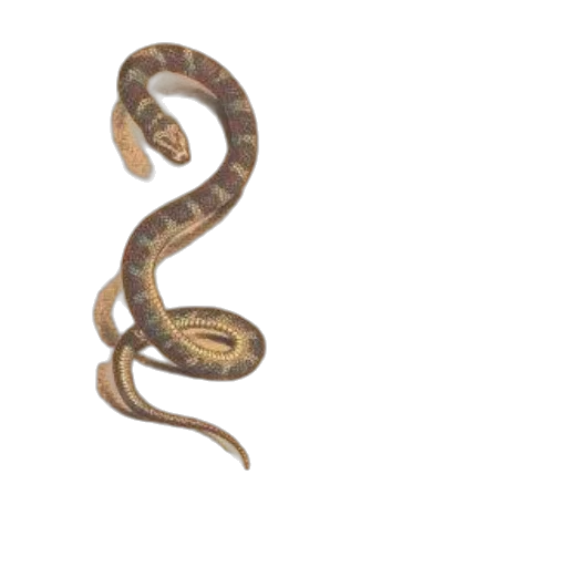 animal, staff, jewelry, creature transparent PNG cut-out