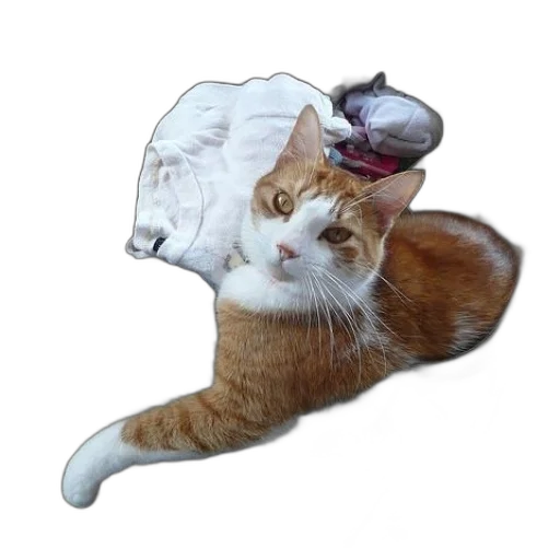 hat, creature, animal, jacket transparent PNG cut-out