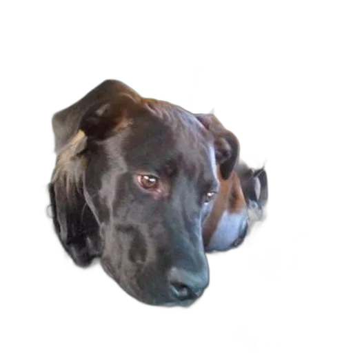 animal, face, creature, mask transparent PNG cut-out