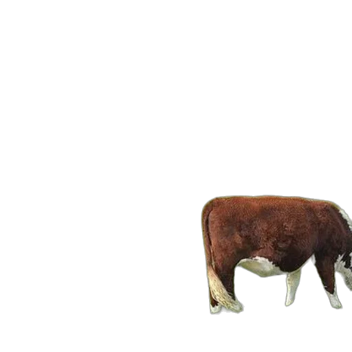 animal, creature, food, furniture transparent PNG cut-out