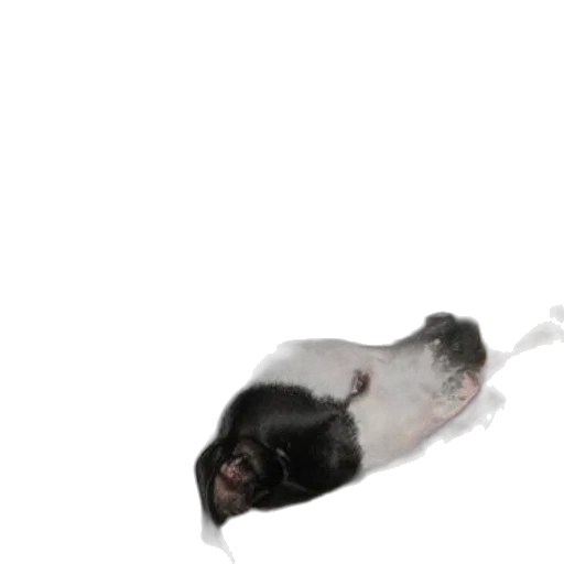 animal, creature, staff, weapon transparent PNG cut-out