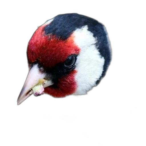 animal, staff, creature, mask transparent PNG cut-out