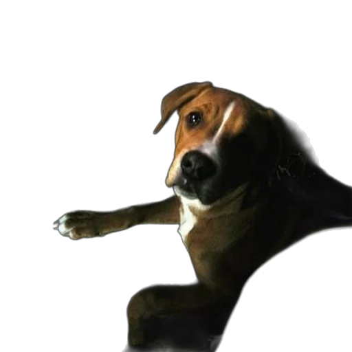 animal, creature, staff, face transparent PNG cut-out