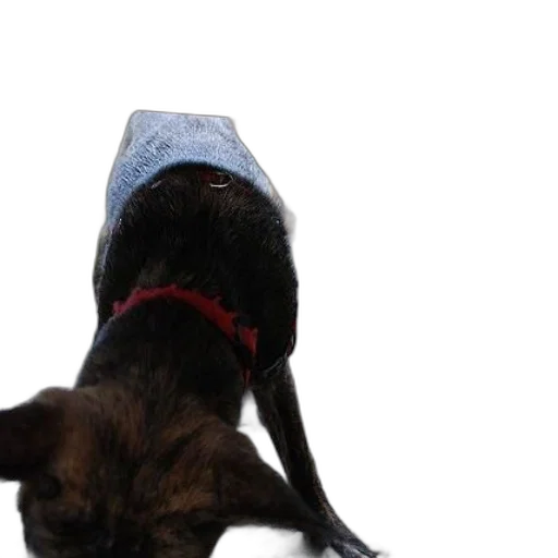 hat, staff, crown, animal transparent PNG cut-out