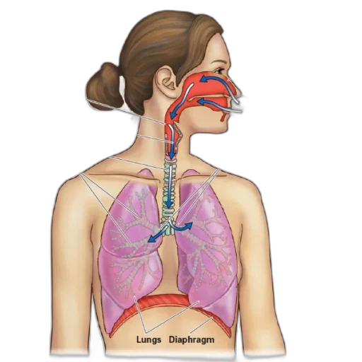 mask, anatomical, diagram, human transparent PNG cut-out