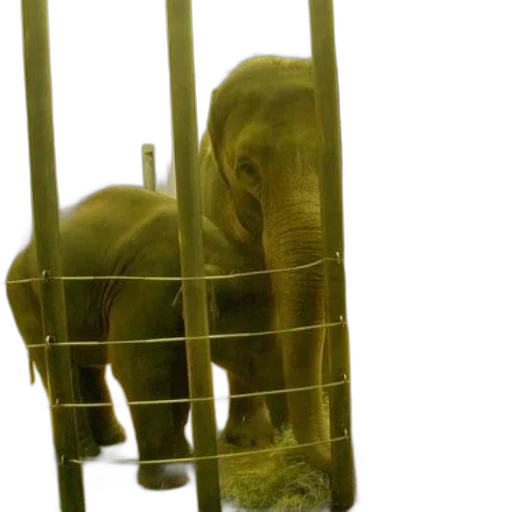animal, creature, young, elephant transparent PNG cut-out