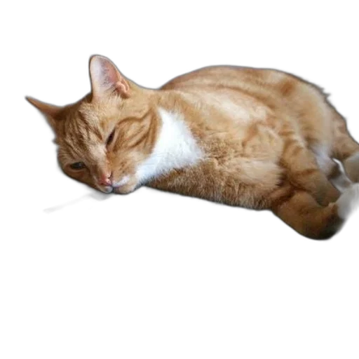 staff, animal, creature, face transparent PNG cut-out