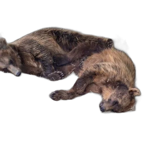 animal, creature, staff, photorealistic transparent PNG cut-out