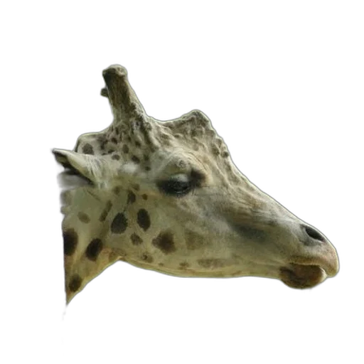 mask, animal, creature, face transparent PNG cut-out