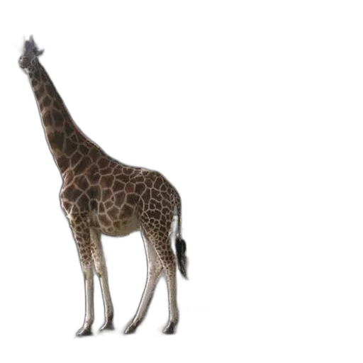 animal, creature, staff, weapon transparent PNG cut-out