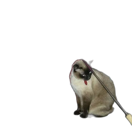 animal, staff, creature, umbrella transparent PNG cut-out