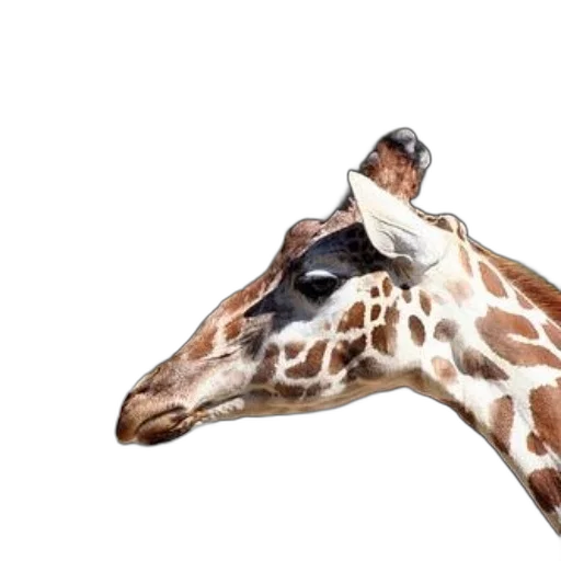 animal, creature, hat, face transparent PNG cut-out