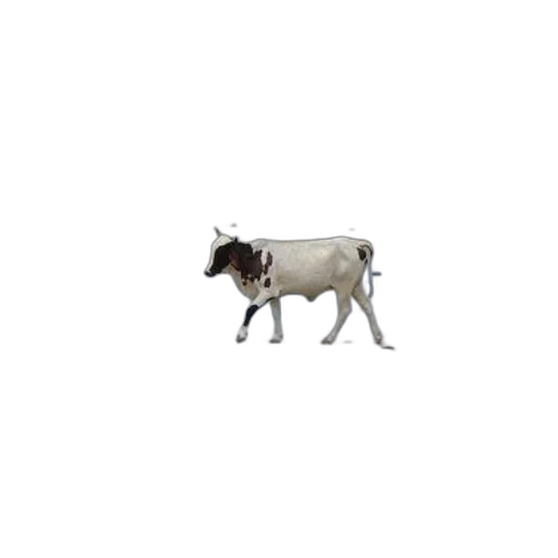 animal, creature, robot, food transparent PNG cut-out