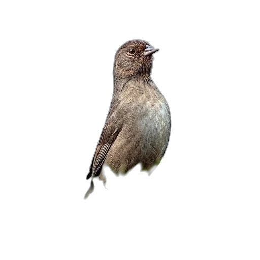 animal, staff, creature, hair transparent PNG cut-out