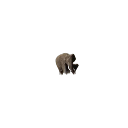 animal, creature, hat, hair transparent PNG cut-out