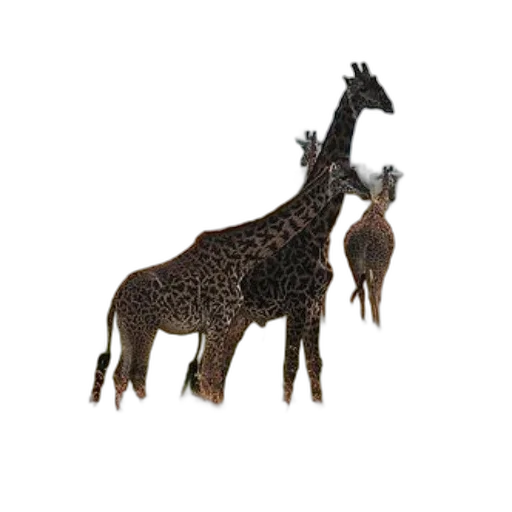 animal, staff, creature, crown transparent PNG cut-out
