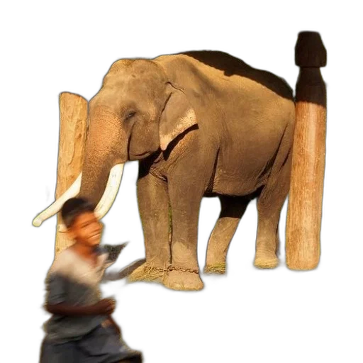 animal, creature, staff, weapon transparent PNG cut-out