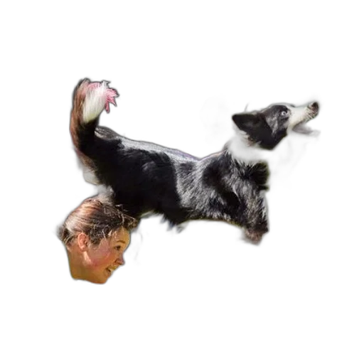 animal, creature, hair, staff transparent PNG cut-out