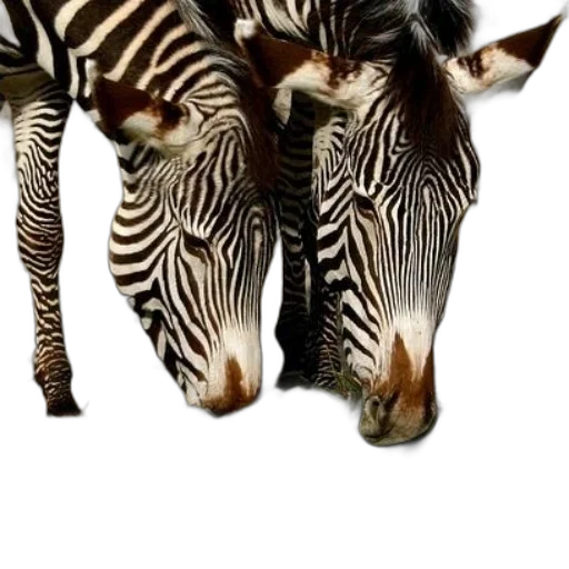 animal, creature, photorealistic, 3d render transparent PNG cut-out