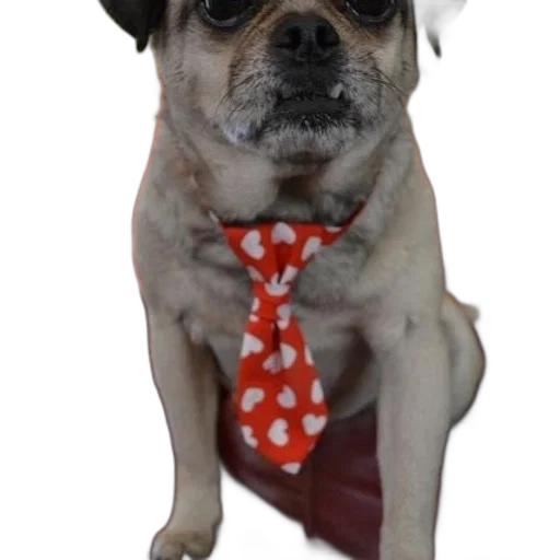 staff, animal, pug, dog transparent PNG cut-out