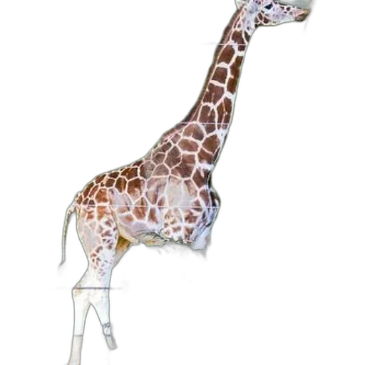 animal, staff, umbrella, creature transparent PNG cut-out