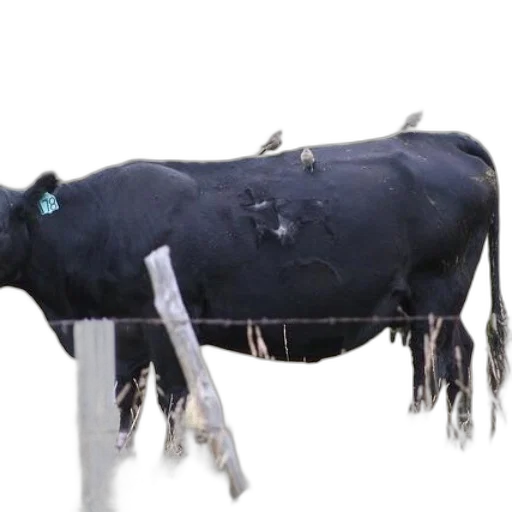 animal, jewelry, black, cow transparent PNG cut-out