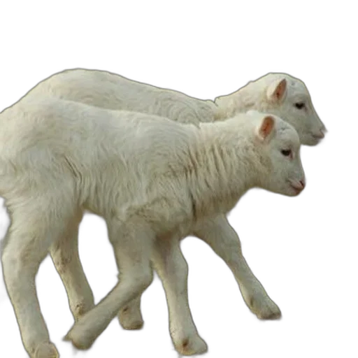 animal, creature, weapon, food transparent PNG cut-out