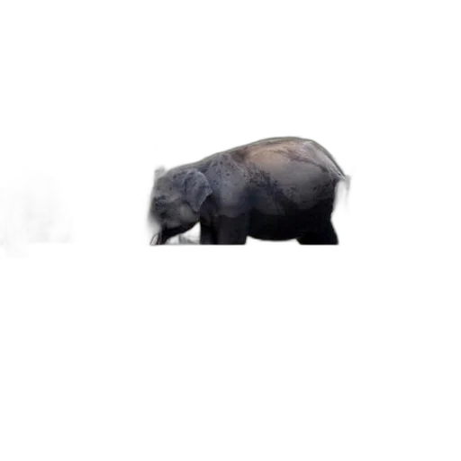 animal, creature, hair, hat transparent PNG cut-out