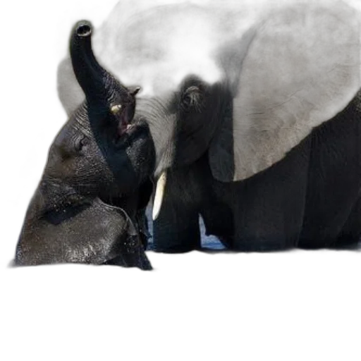 animal, creature, mask, hat transparent PNG cut-out