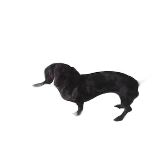 animal, creature, staff, hat transparent PNG cut-out