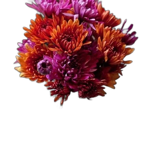 flower, crown, jewelry, staff transparent PNG cut-out