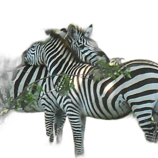 animal, creature, jewelry, furniture transparent PNG cut-out