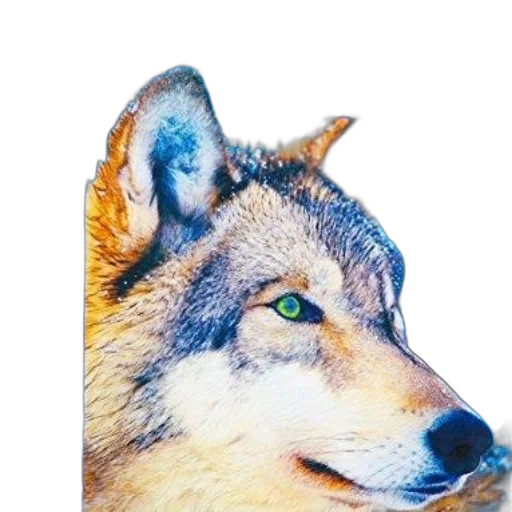 animal, face, creature, mask transparent PNG cut-out