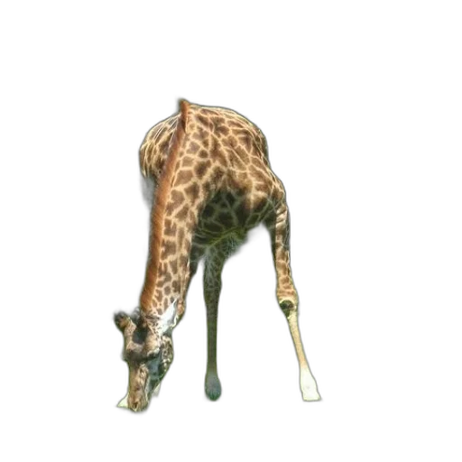animal, creature, staff, weapon transparent PNG cut-out