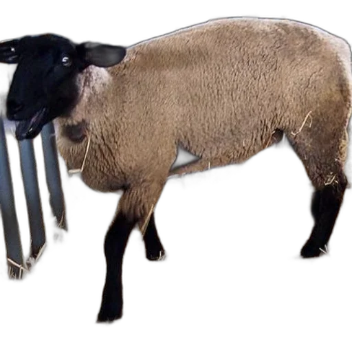 animal, weapon, sword, staff transparent PNG cut-out