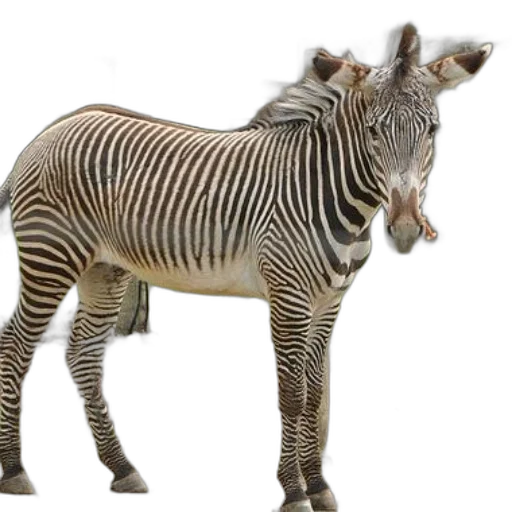 animal, creature, weapon, staff transparent PNG cut-out