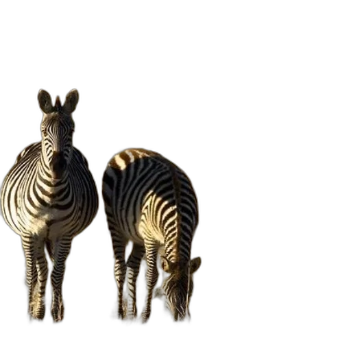animal, creature, jewelry, furniture transparent PNG cut-out