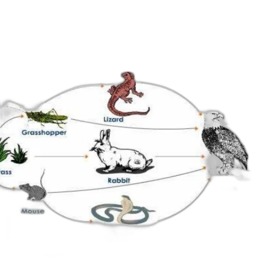 jewelry, dragon, concept art, diagram transparent PNG cut-out