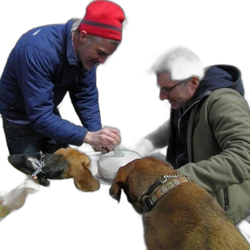 animal, two, men, feed transparent PNG cut-out