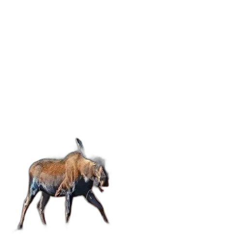 animal, creature, dragon, hair transparent PNG cut-out