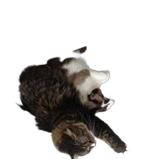 animal, staff, hat, creature transparent PNG cut-out