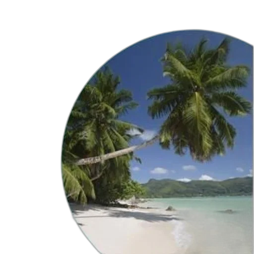 umbrella, hat, tree, staff transparent PNG cut-out