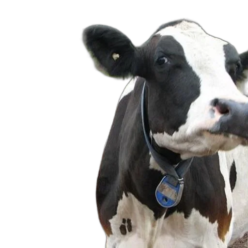 animal, black, white, cow transparent PNG cut-out