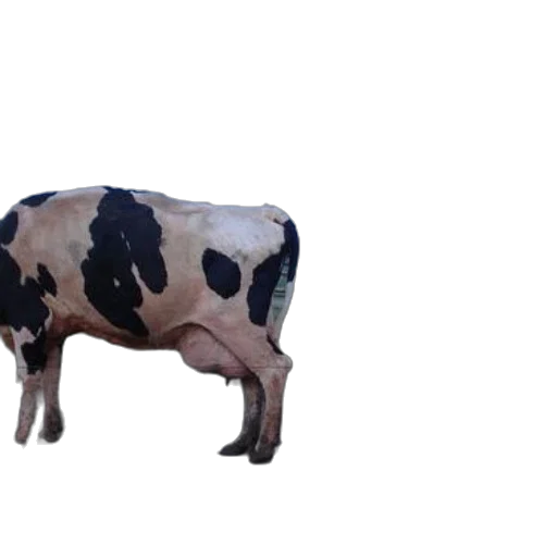 animal, food, creature, robot transparent PNG cut-out
