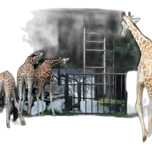 animal, concept art, 3d render, photorealistic transparent PNG cut-out