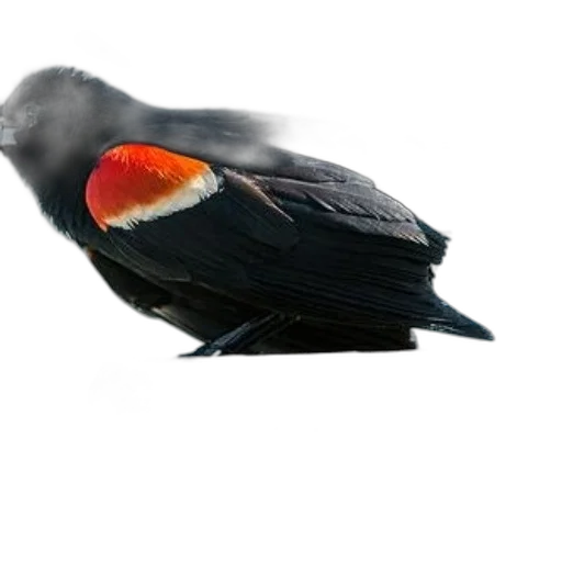 animal, hat, staff, creature transparent PNG cut-out
