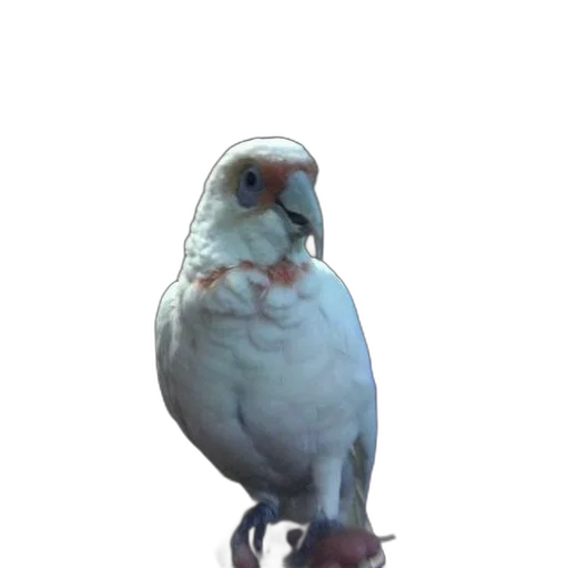 animal, staff, creature, robot transparent PNG cut-out